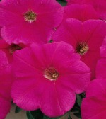 Петуния трэлин Рамблин Пинк